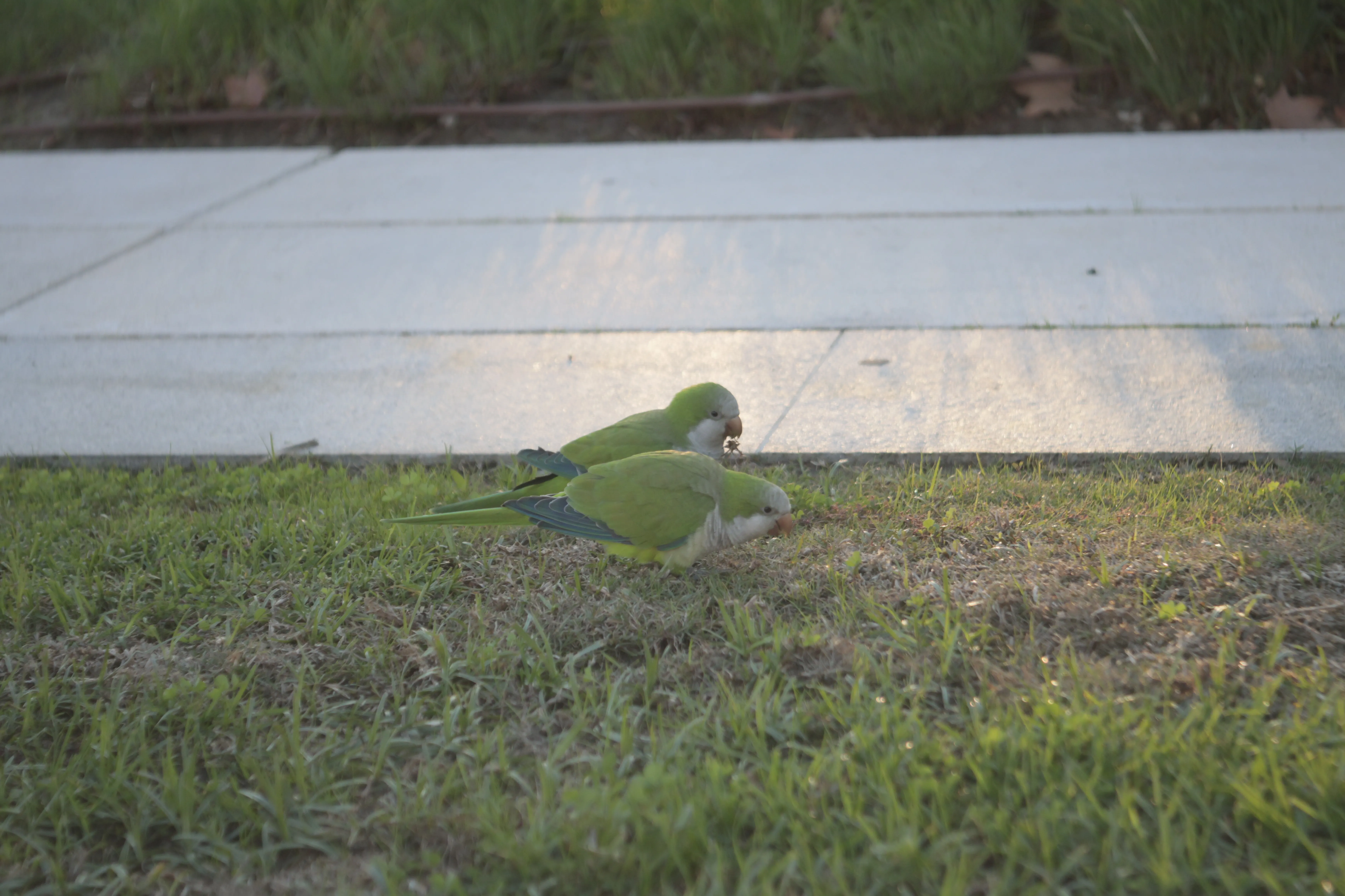 Industar-50-2 50mm f3.5 (M42) - _I4A1387.webp